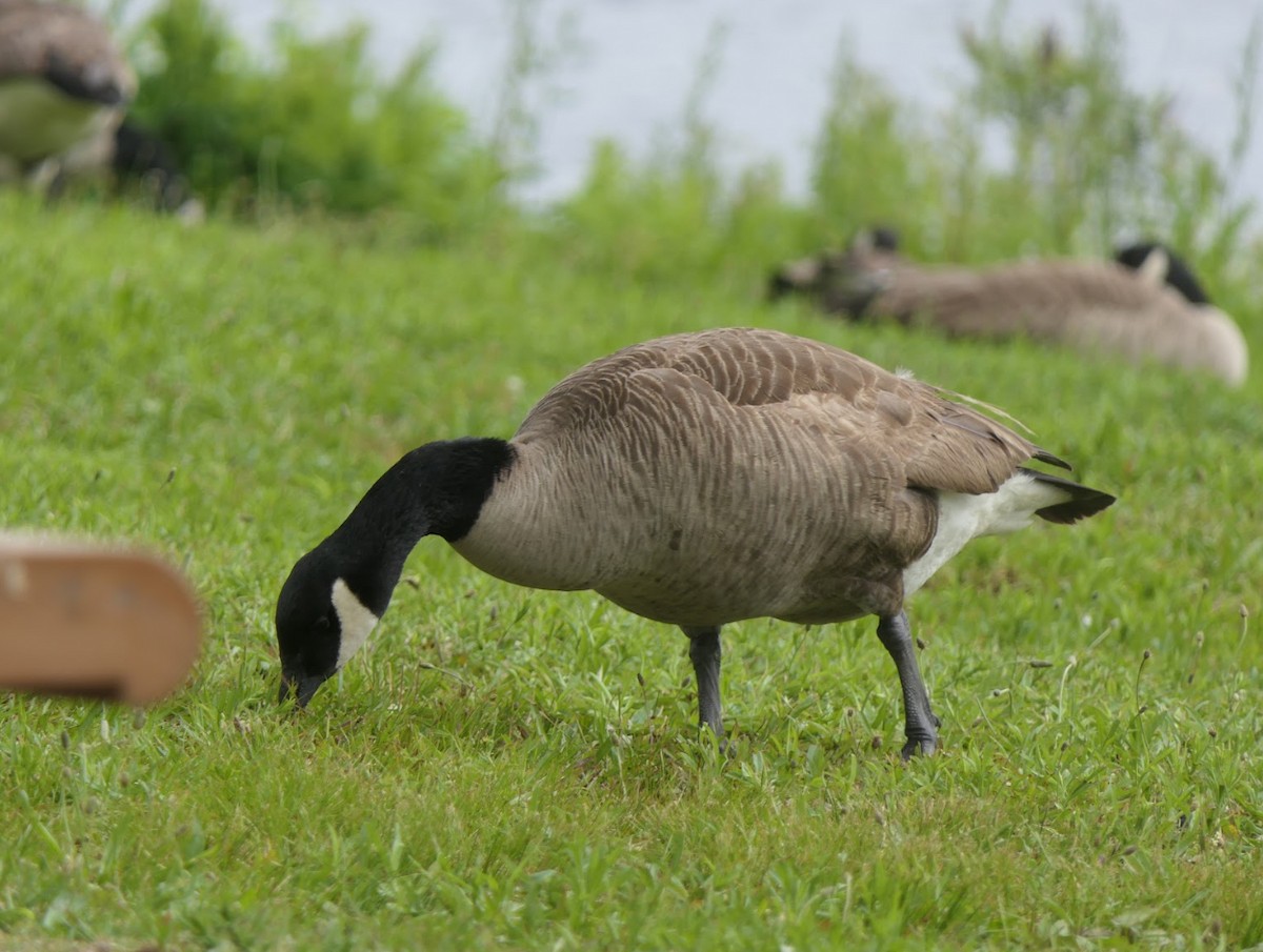 Canada Goose - ML581170171