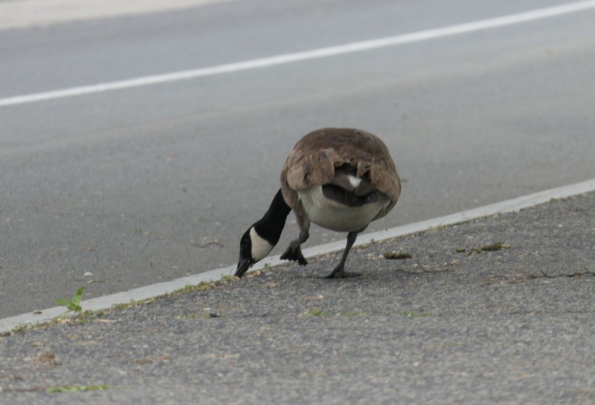 Canada Goose - ML581170181