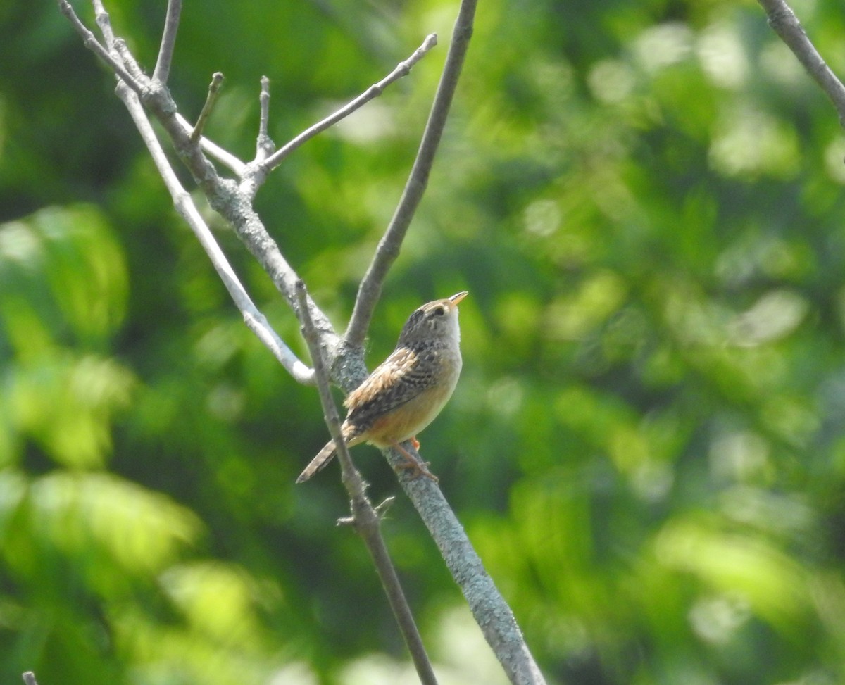 Sedge Wren - ML581170411