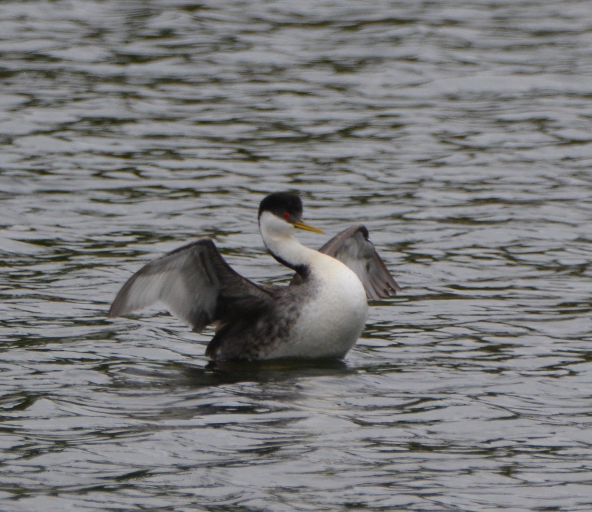 Western Grebe - ML581171631