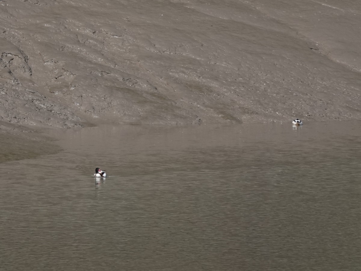 Пеганка - ML581171851