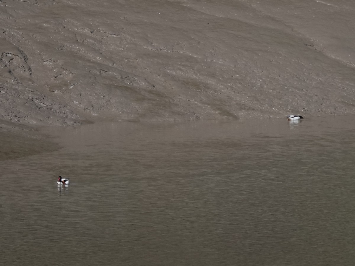 Пеганка - ML581171861