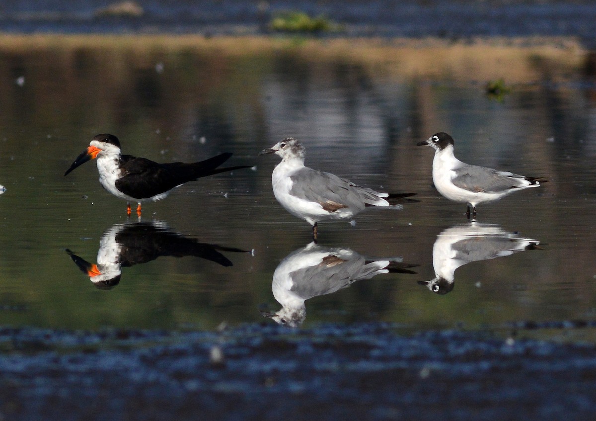 Franklin's Gull - ML581172651