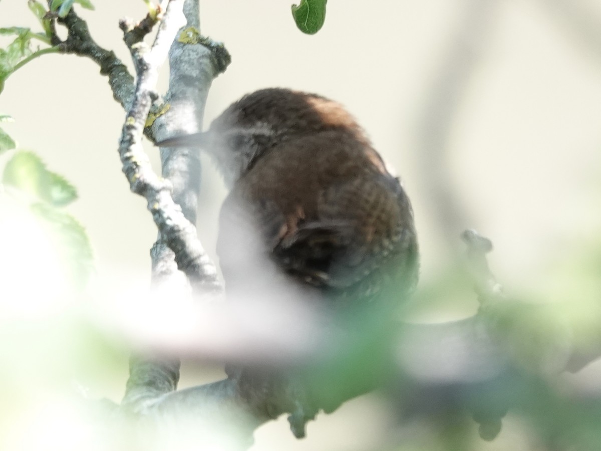 Крапивник - ML581172661