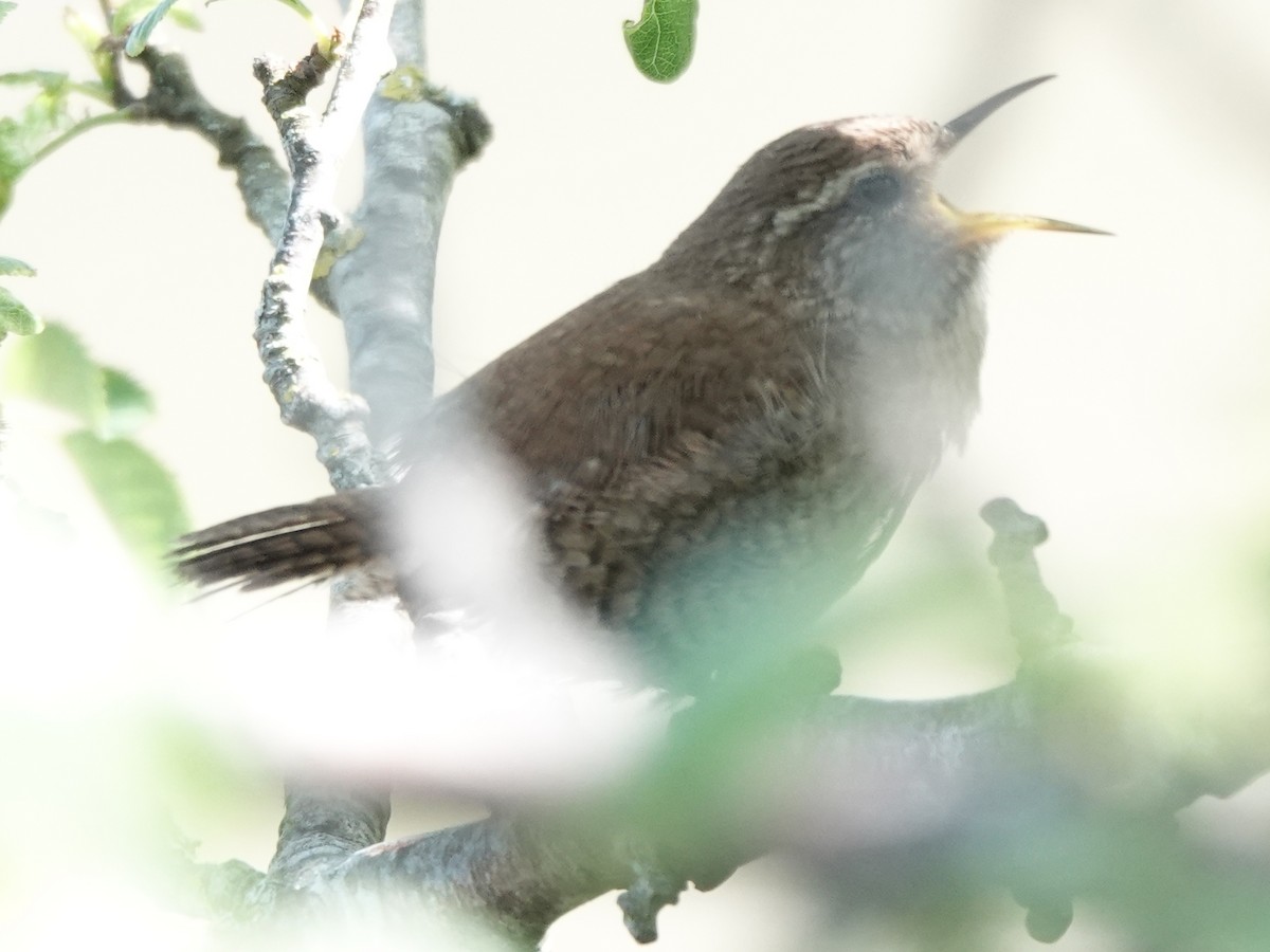 Крапивник - ML581172671