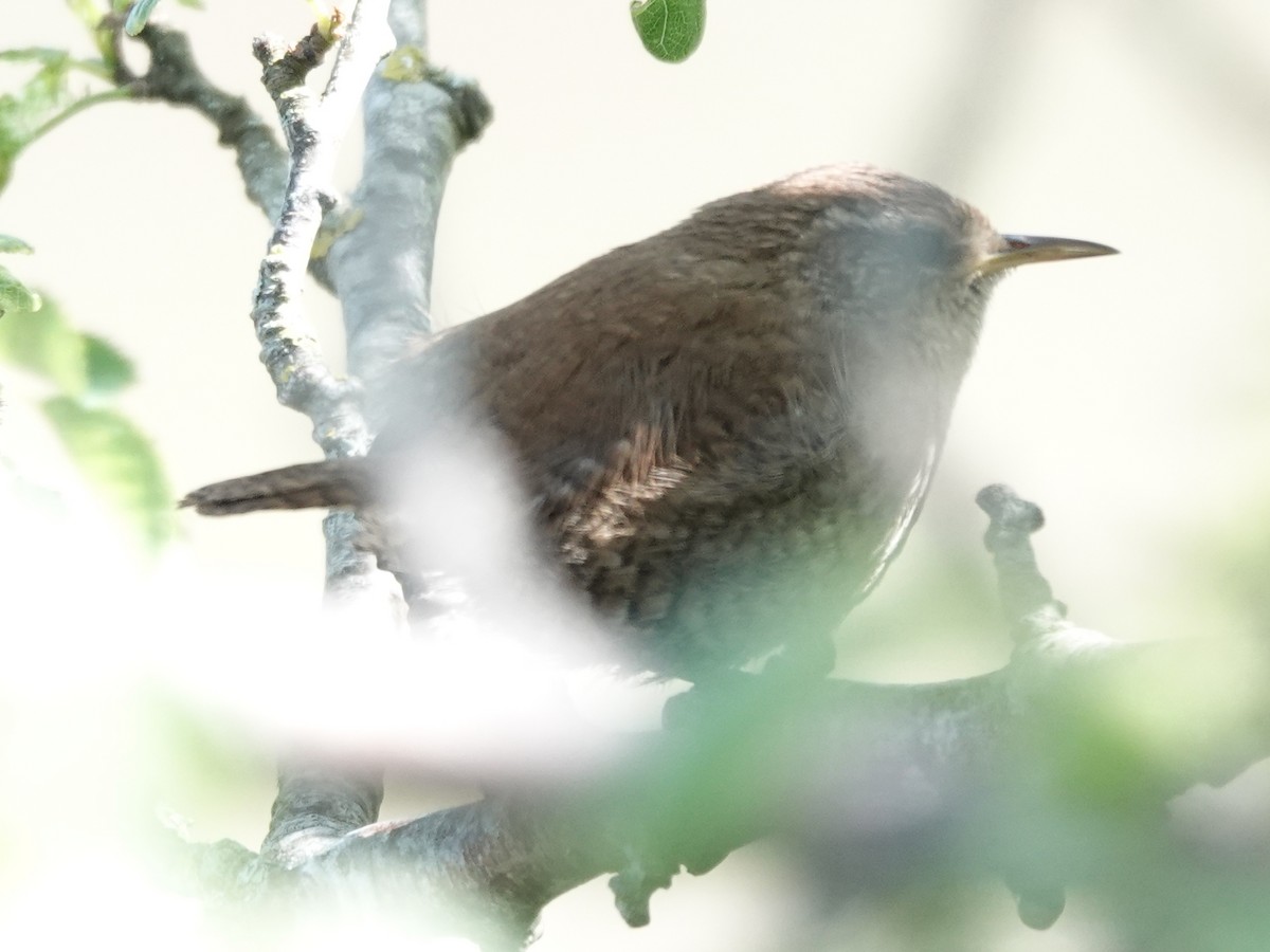 Крапивник - ML581172681