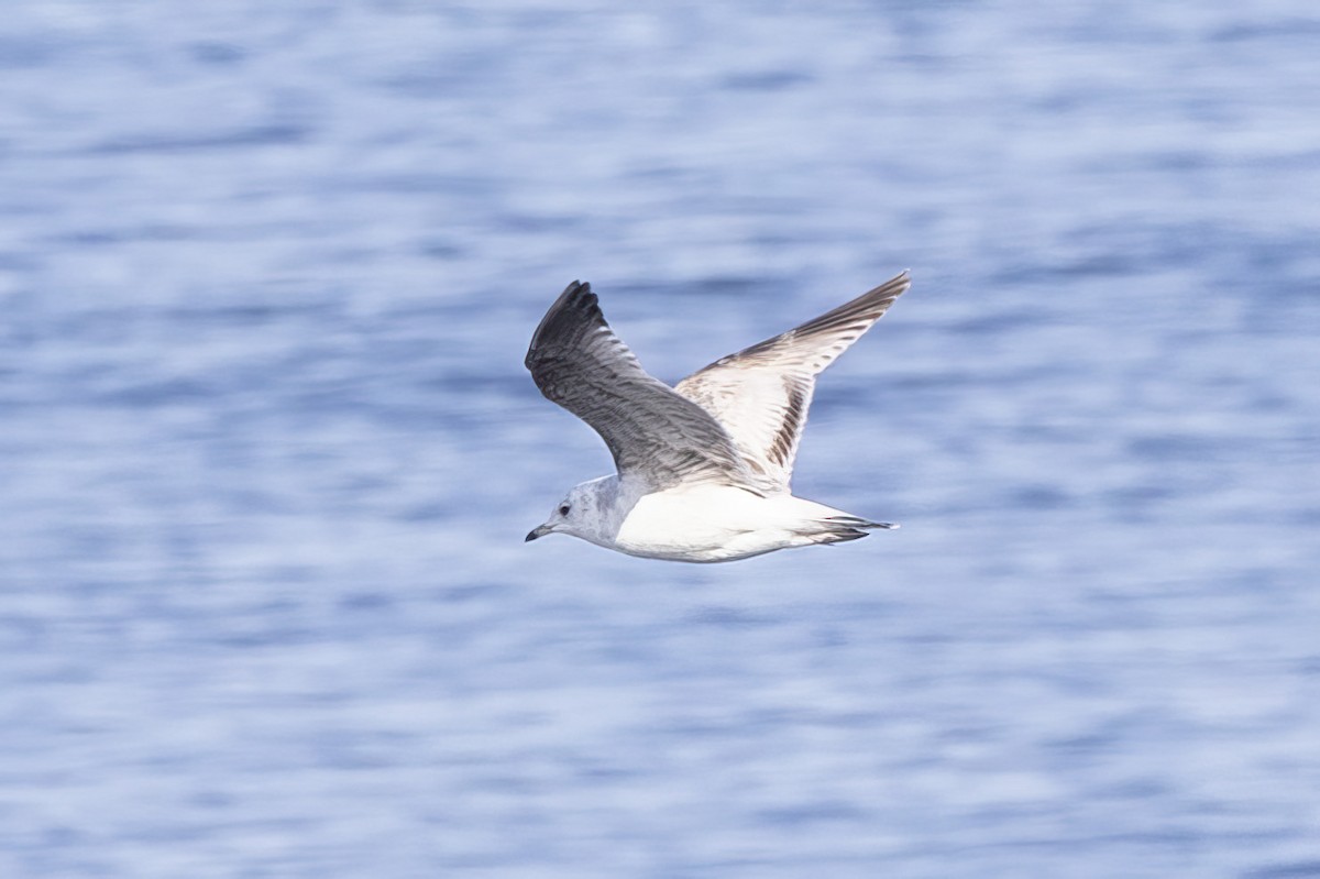 Black-headed Gull - ML581173001