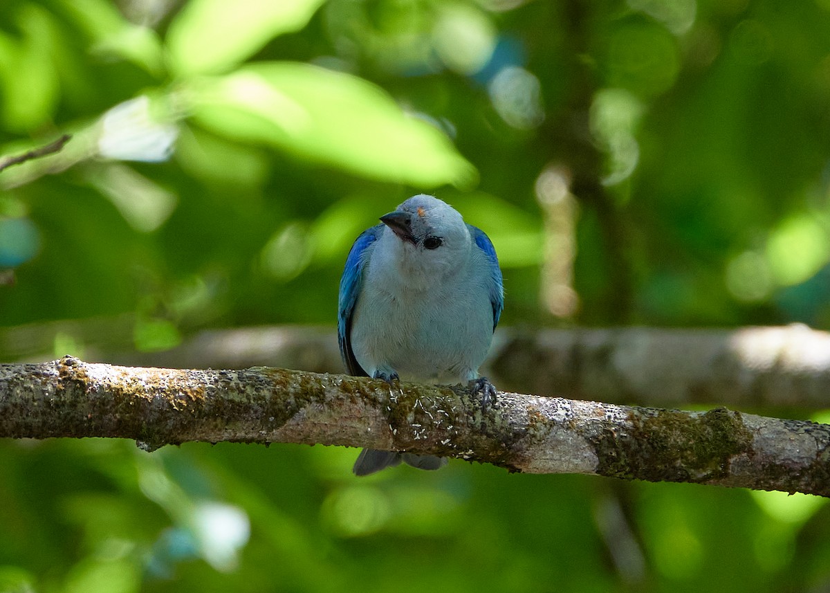 Blue-gray Tanager - ML581173111