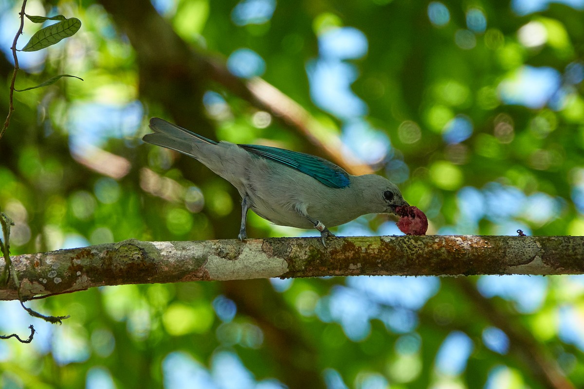 Blue-gray Tanager - ML581173121