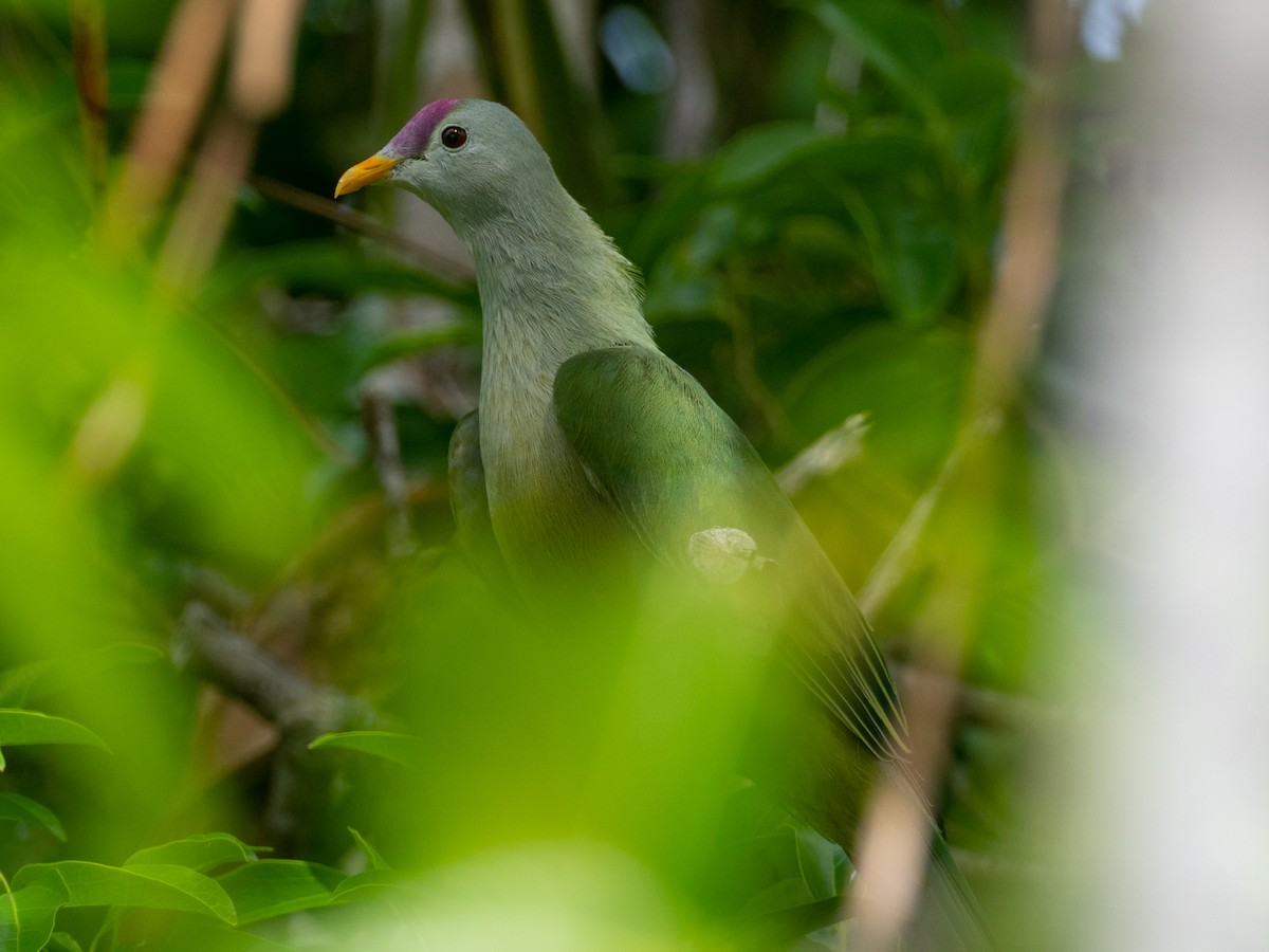 Makatea Fruit-Dove - ML581173181