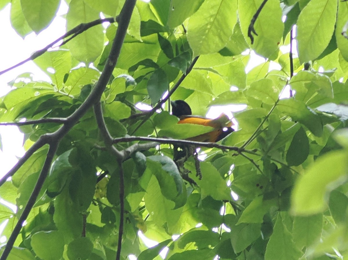 Baltimore Oriole - Cidalina Maziarski