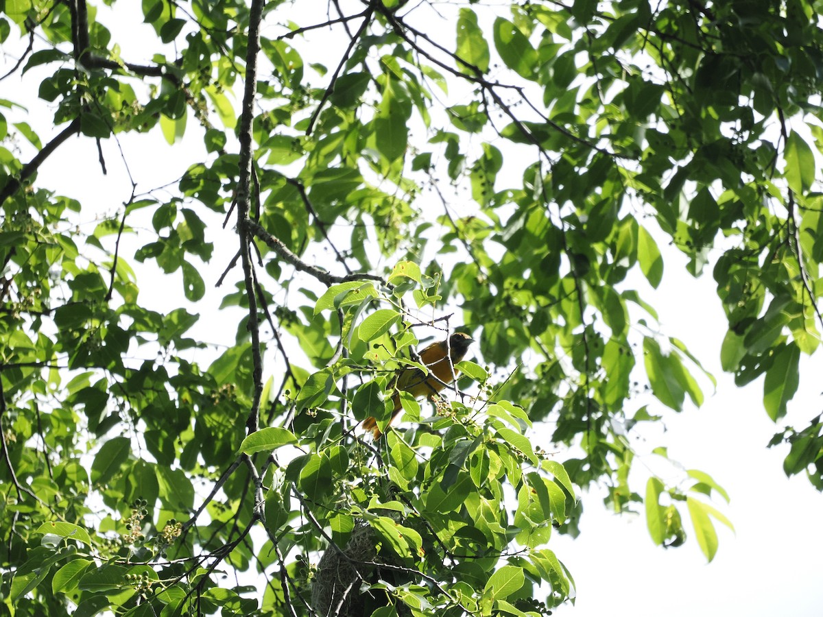 Oriole de Baltimore - ML581174811