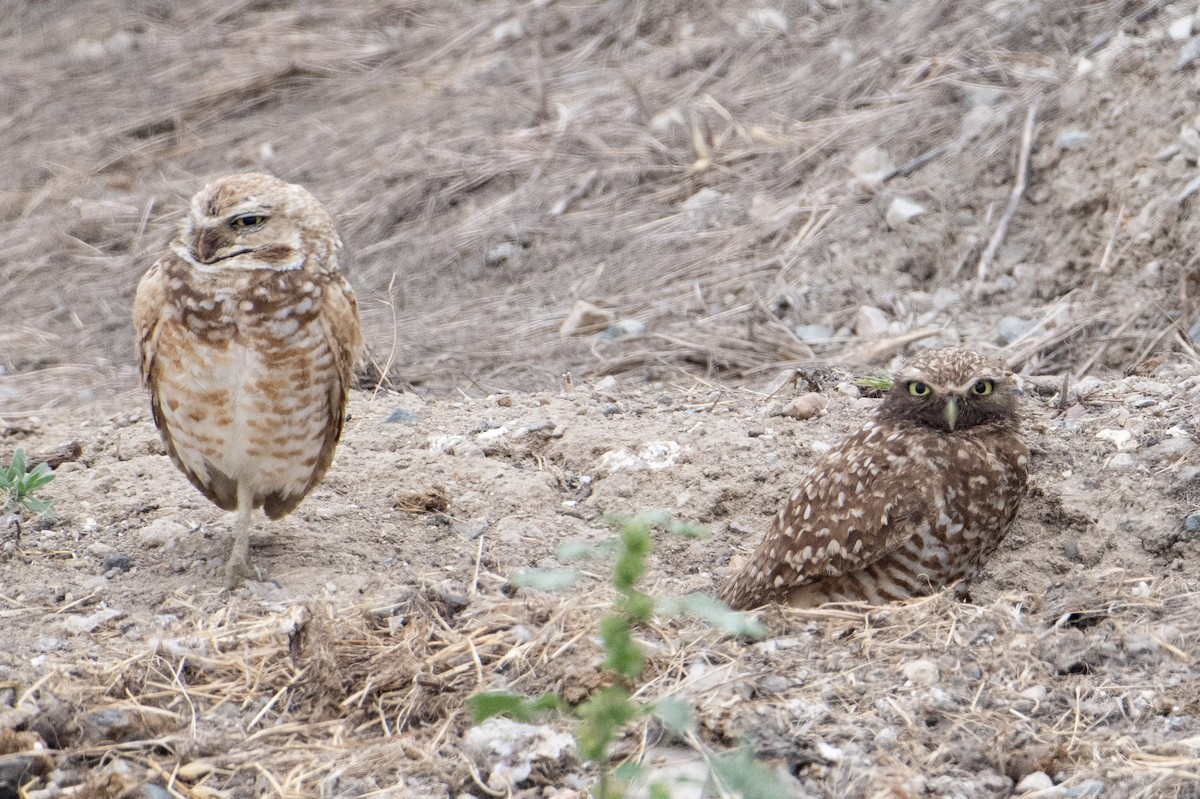 Burrowing Owl - ML581175241