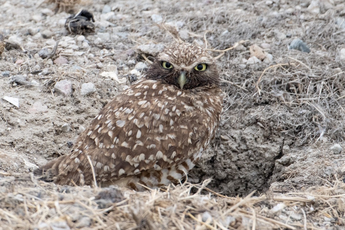 Burrowing Owl - Nancy Christensen