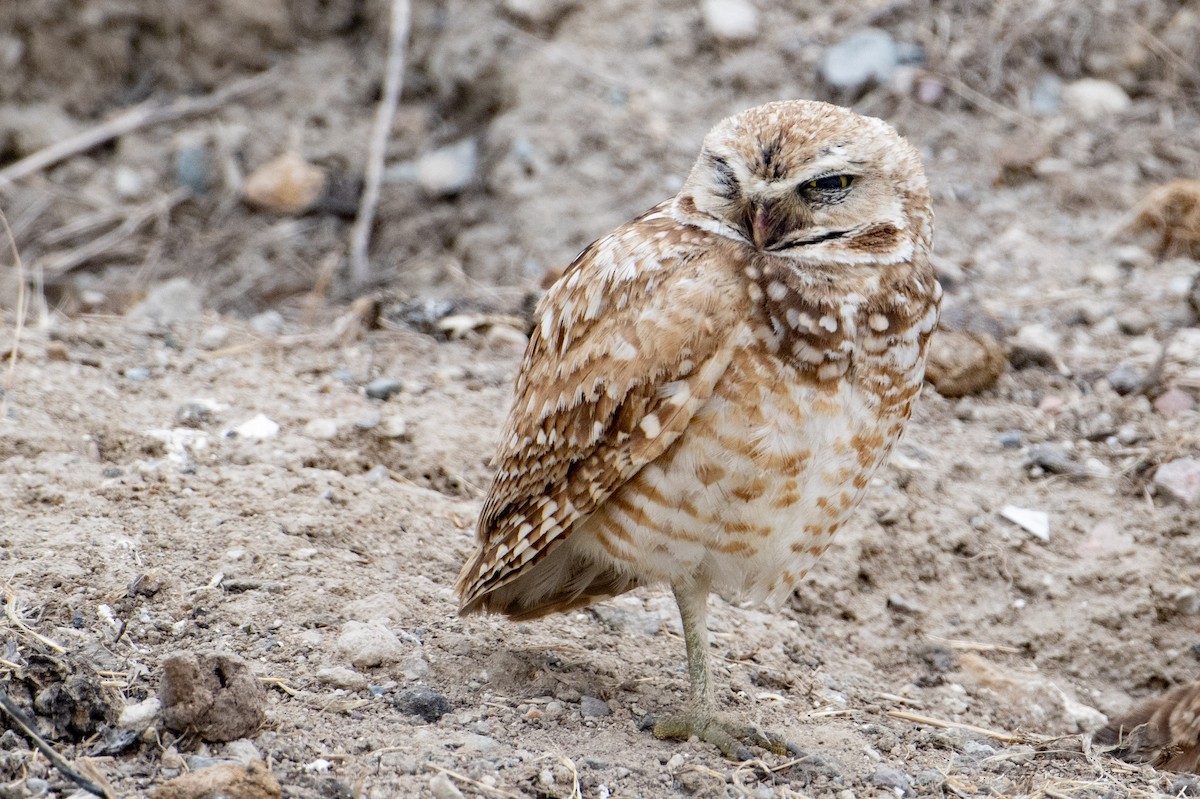 Burrowing Owl - ML581175391