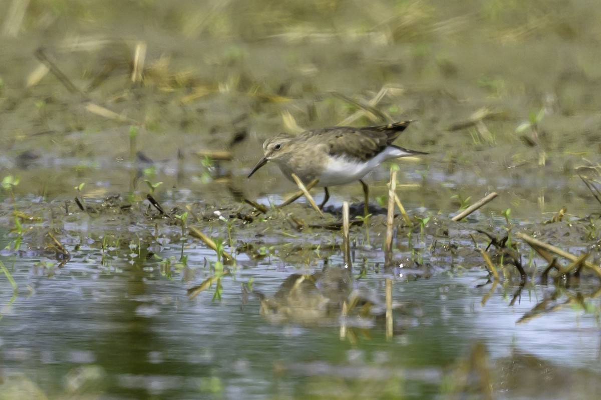 Temminck's Stint - ML581175561