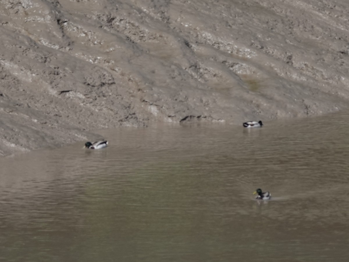 Кряква - ML581175881