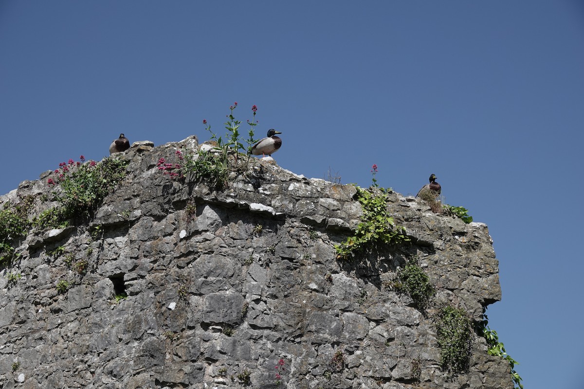 Кряква - ML581175901