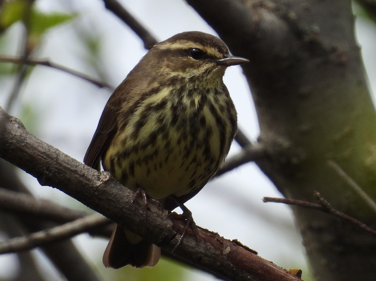 Northern Waterthrush - ML581176371