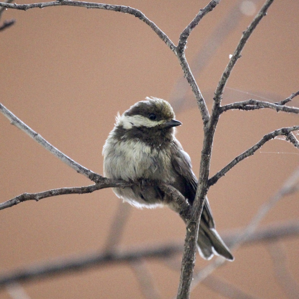 Chestnut-backed Chickadee - ML581177201