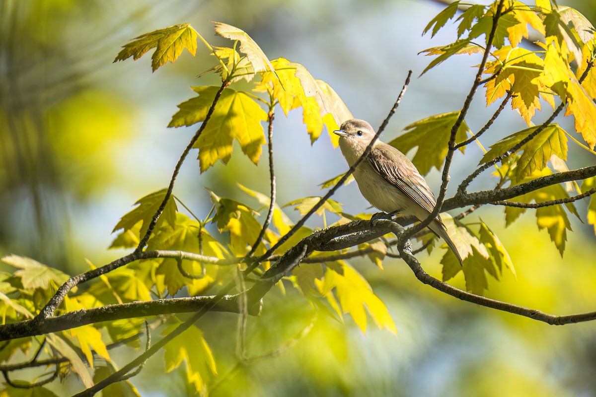 Warbling Vireo - ML581177461