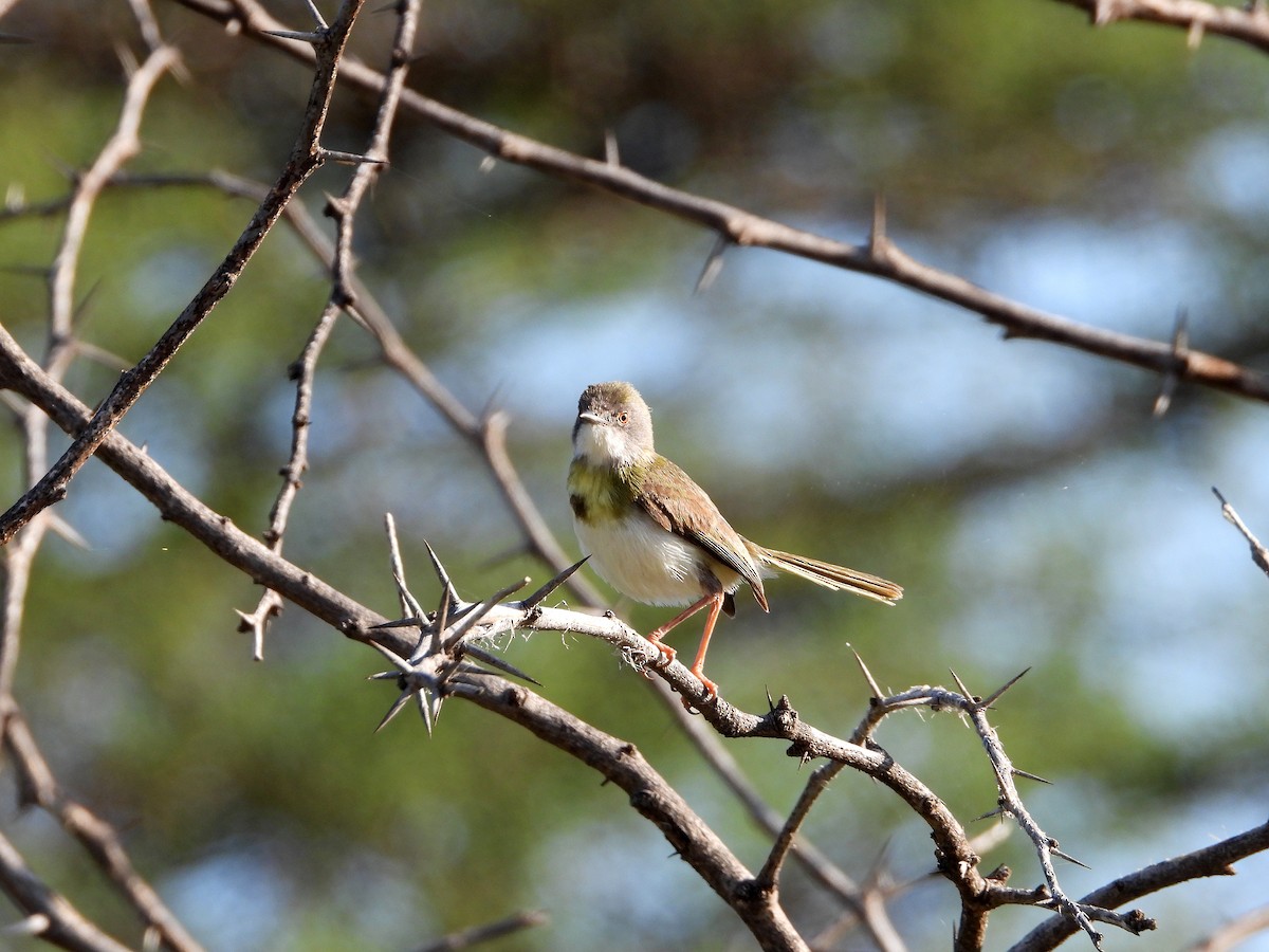 Yellow-breasted Apalis (Brown-tailed) - ML581178231