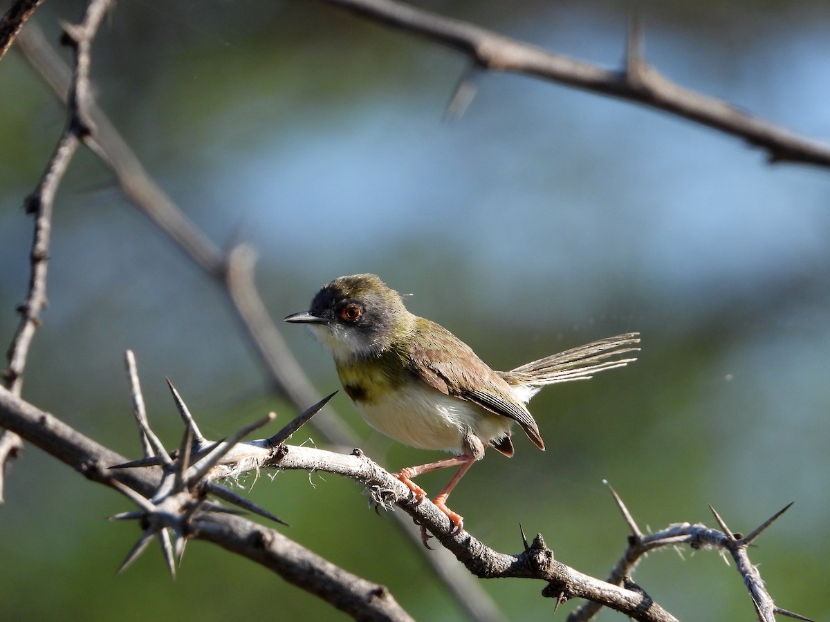 Yellow-breasted Apalis (Brown-tailed) - ML581178241