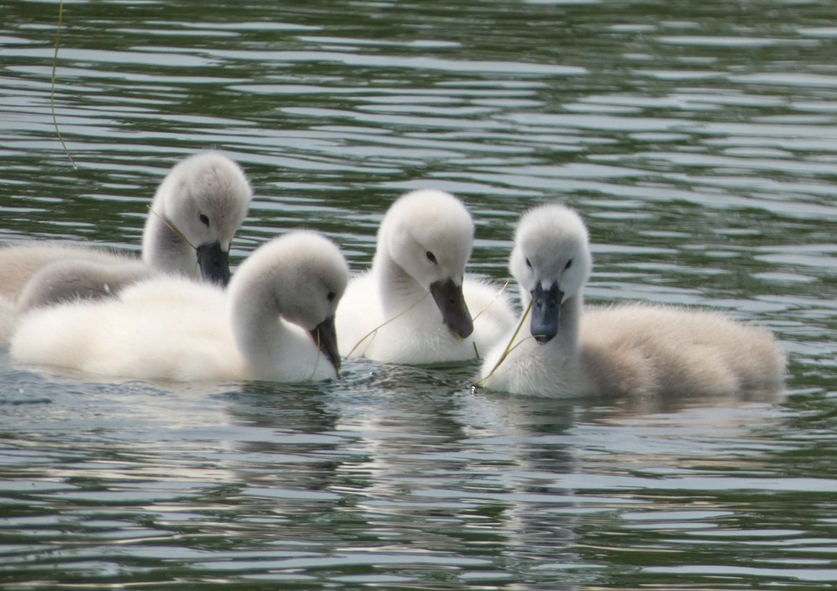 Mute Swan - ML581178611