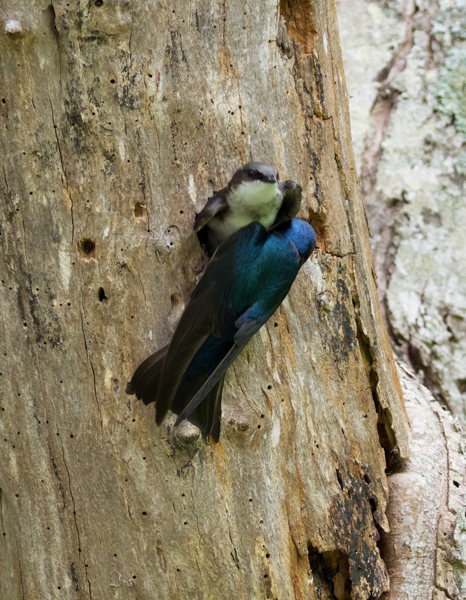 Tree Swallow - ML581178811