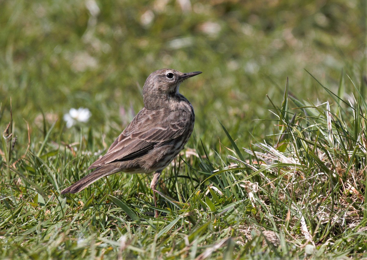 Rock Pipit - Will Carlson