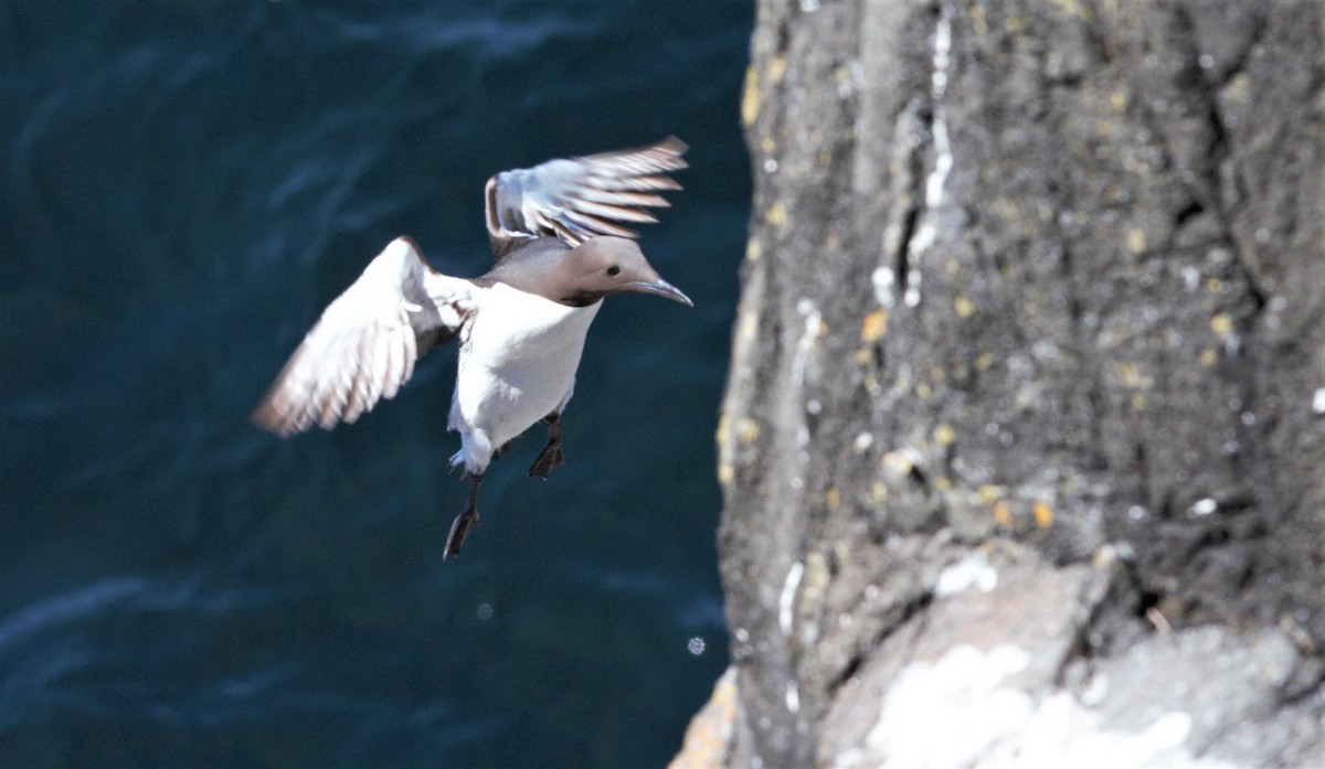 Common Murre - Will Carlson