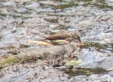 Louisiana Waterthrush - ML581180391