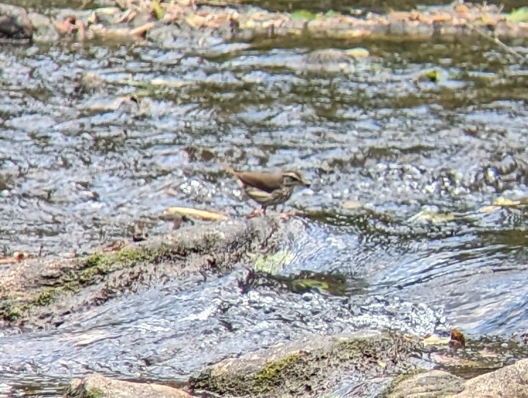 Louisiana Waterthrush - ML581180401