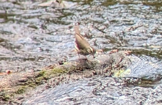 Louisiana Waterthrush - ML581180411