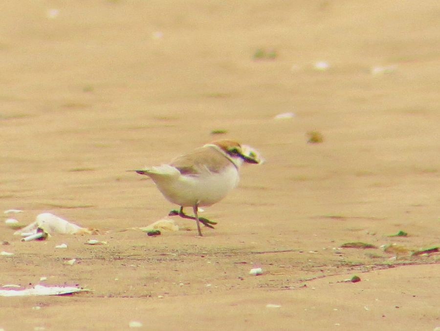 Kentish Plover - ML58118091