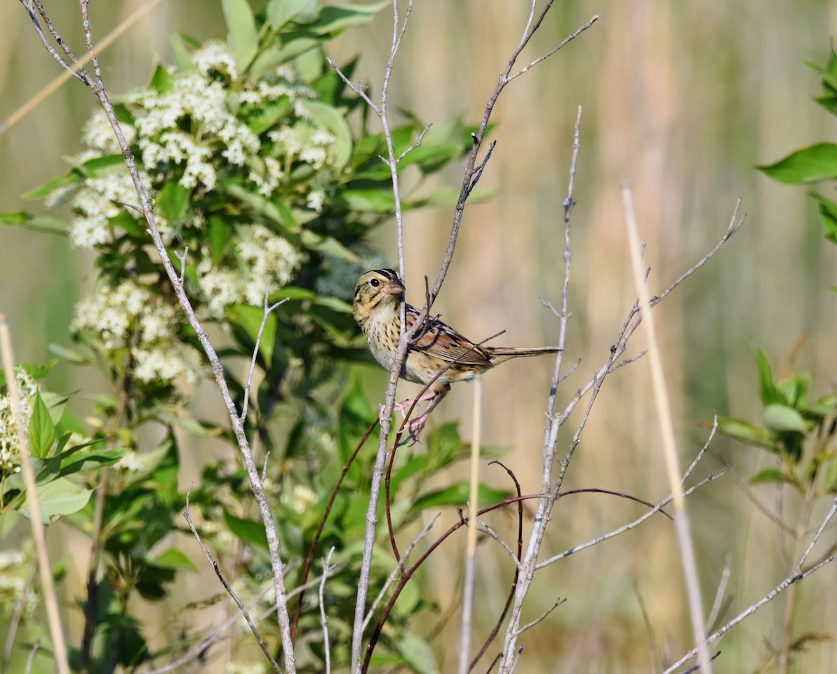 Henslow's Sparrow - ML581181361