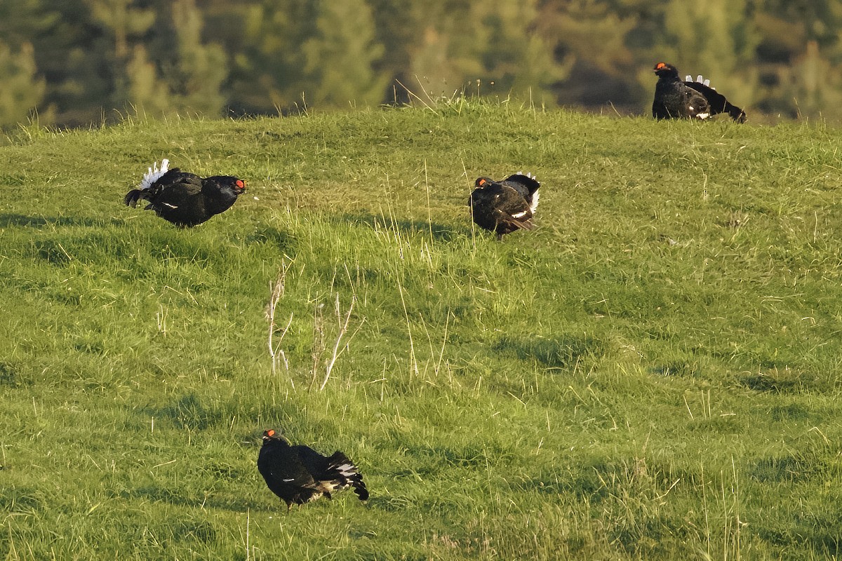 Black Grouse - Hans Wohlmuth