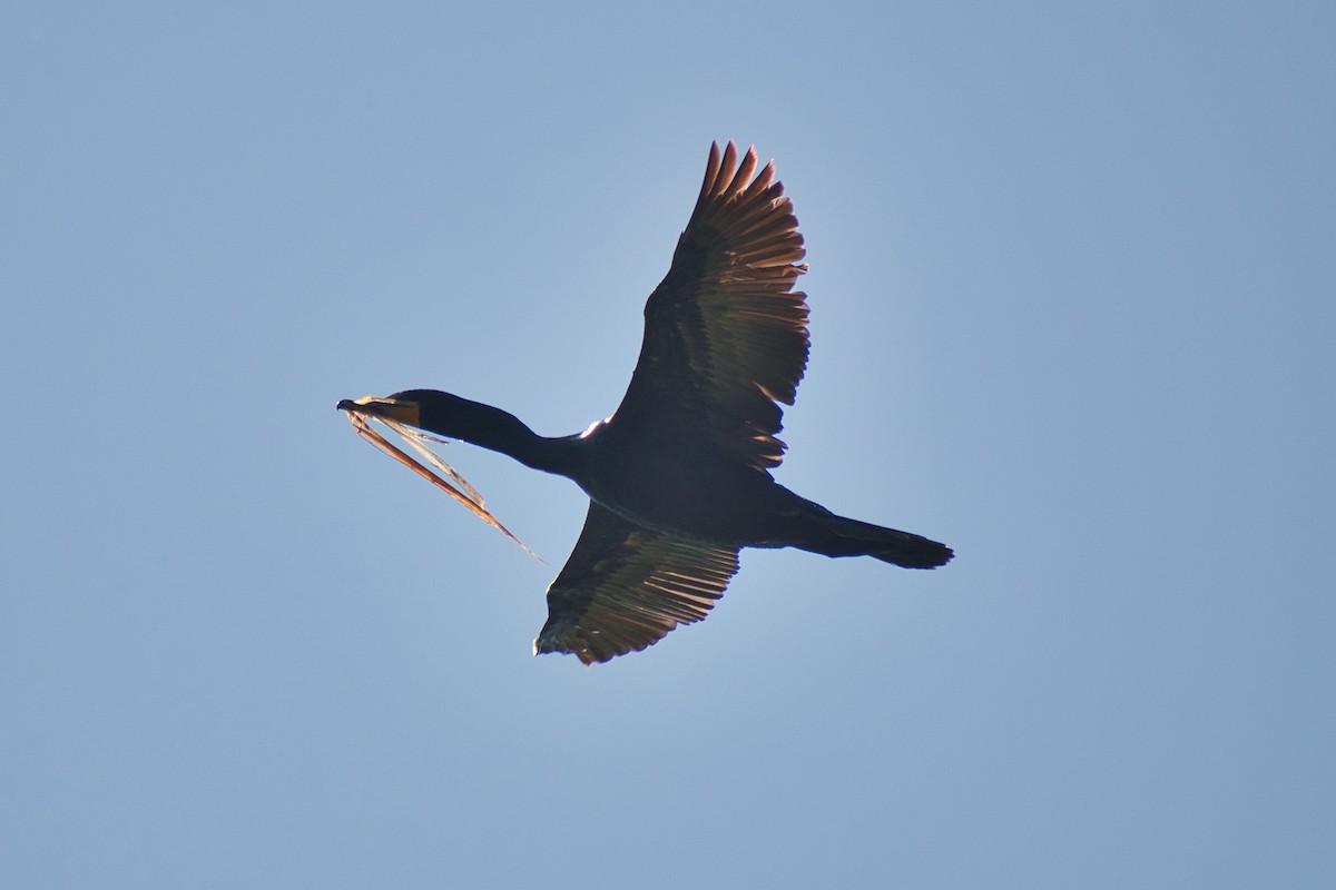 Cormoran à aigrettes - ML581184121