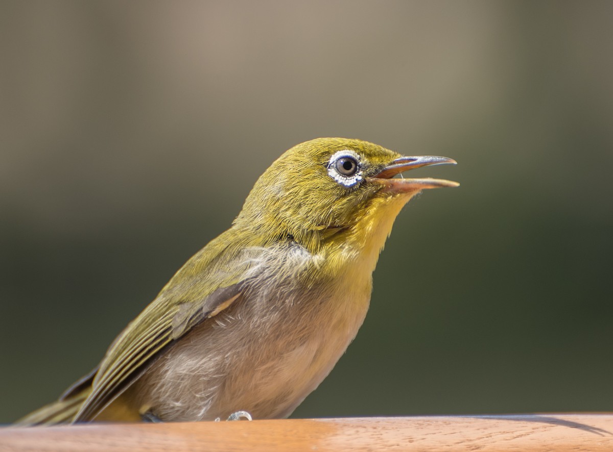 Warbling White-eye - Libby Burtner