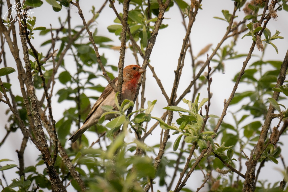 Common Rosefinch - ML581184511