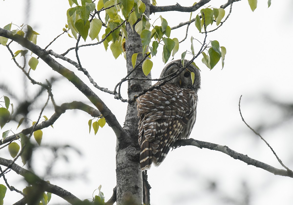 Barred Owl - ML581185121