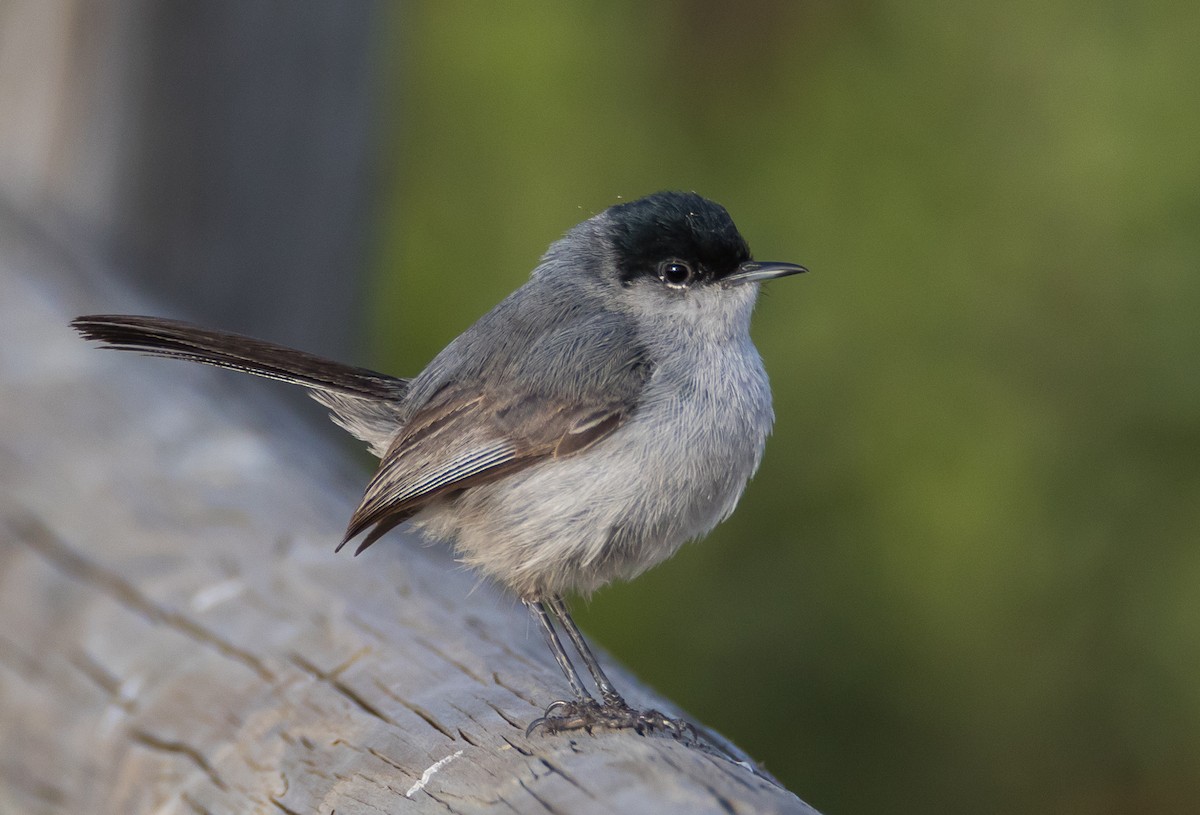 California Gnatcatcher - ML58118531