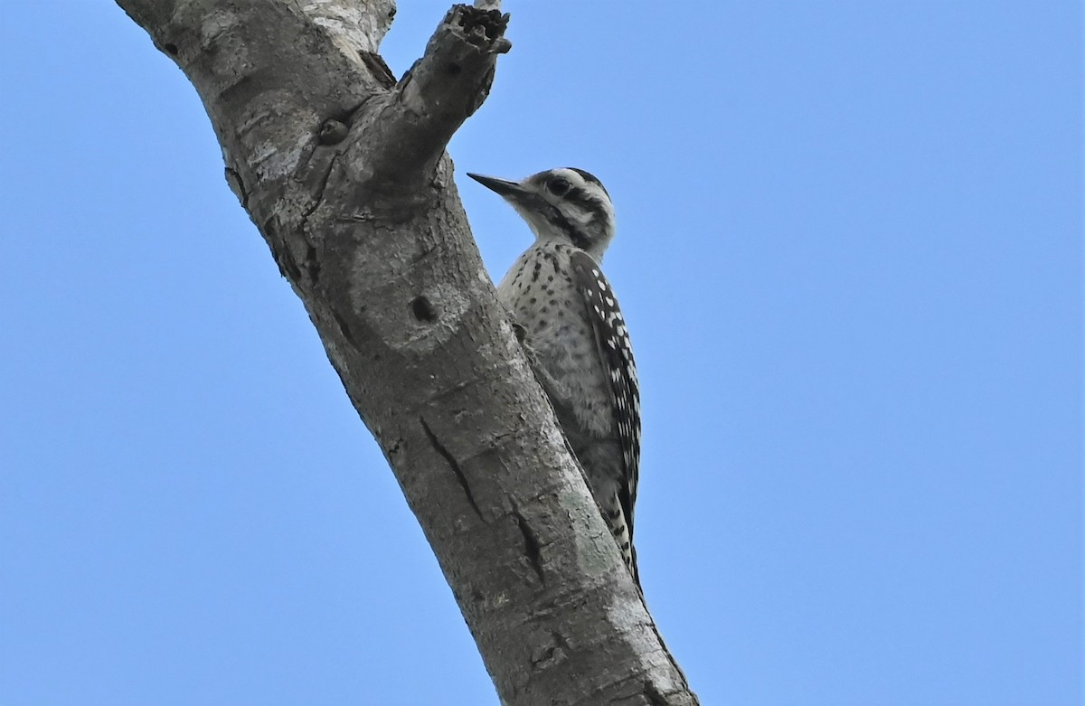 Ladder-backed Woodpecker - ML581185431