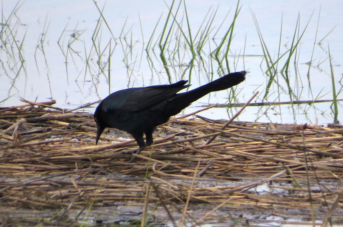 Boat-tailed Grackle - ML581185951