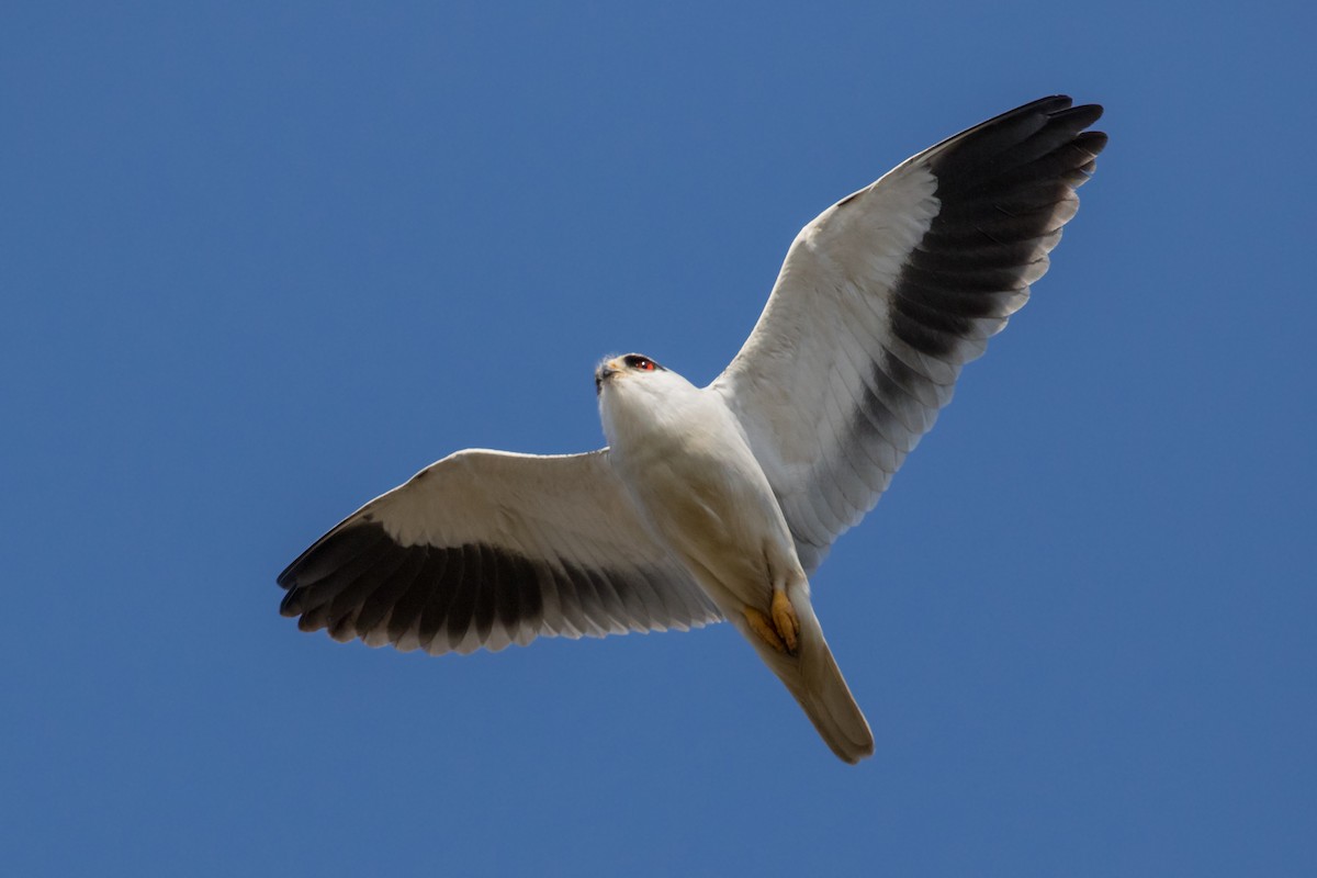 Black-winged Kite - Dorna Mojab