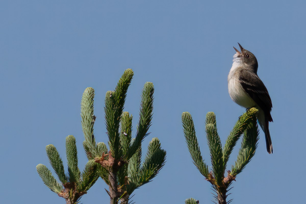 Alder Flycatcher - ML581187341