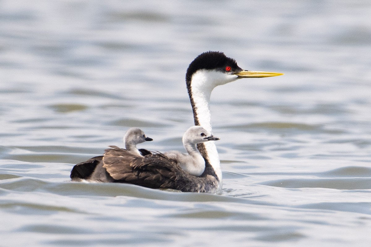 Western Grebe - ML581188421