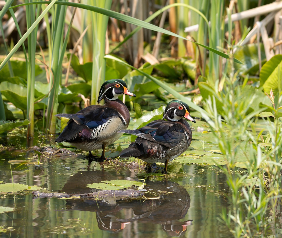 Wood Duck - ML581189001