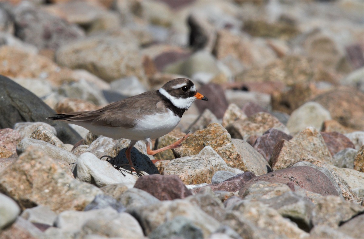 Common Ringed Plover - Will Carlson