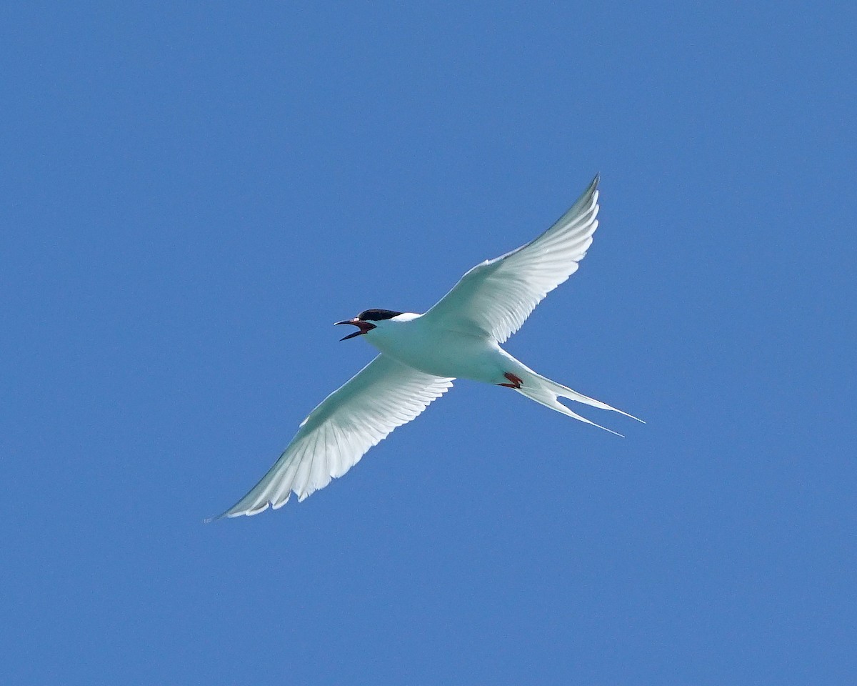 Roseate Tern - ML581189791